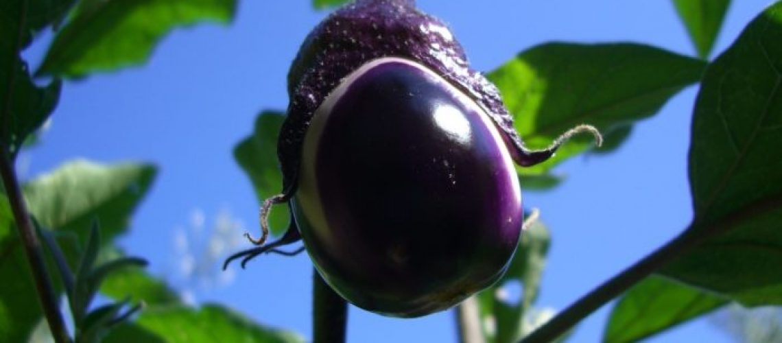 eggplant-gc66220689_1280-700x525