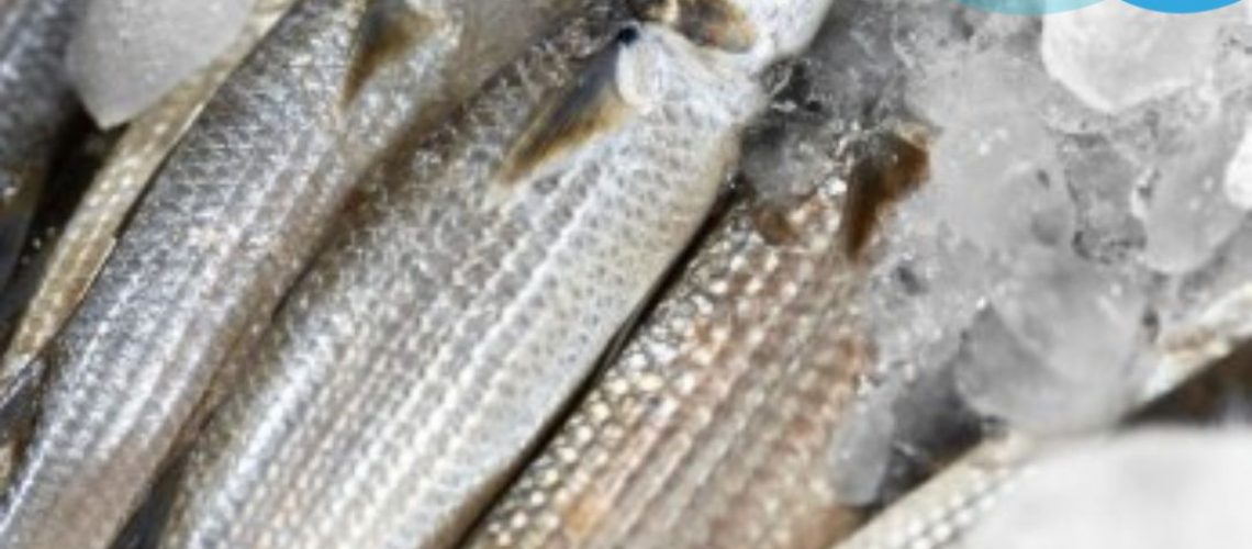 pesce pesce
